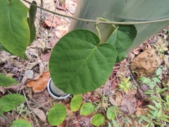 Jasminanthes mucronata