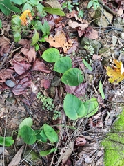 Jasminanthes mucronata
