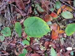 Jasminanthes mucronata