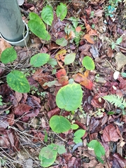 Jasminanthes mucronata