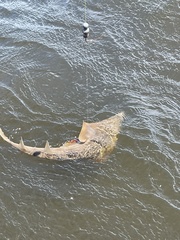 Aptychotrema rostrata