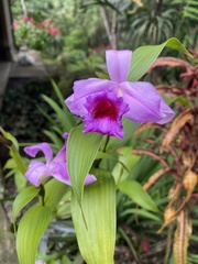 Sobralia decora