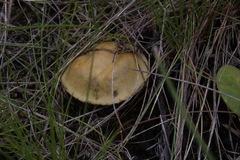 Inocybe godeyi