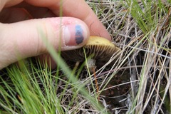 Inocybe godeyi