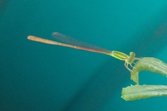 Leptobasis vacillans