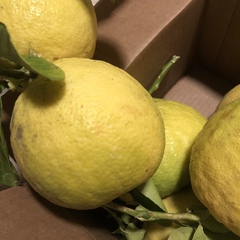 Citrus × pyriformis