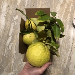 Citrus × pyriformis