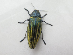 Pseudotaenia waterhousei