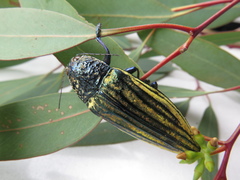 Pseudotaenia waterhousei