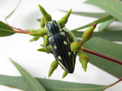 Chalcophorotaenia cerata