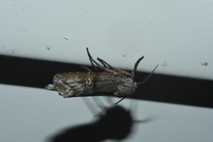 Lithomoia germana