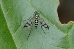 Heteropsilopus ingenuus