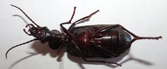 Gigadema bostocki