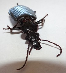 Gigadema bostocki