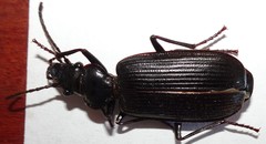 Gigadema bostocki