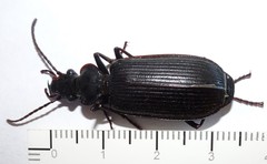Gigadema bostocki