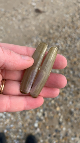 Green Jackknife Clam