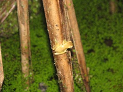Dendropsophus carnifex