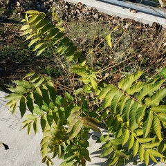 Ailanthus altissima