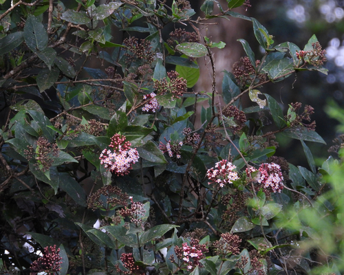 Rogiera cordata, 2020-11-10