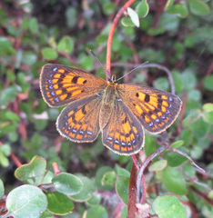 Lycaena 'canterbury common copper'