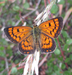 Lycaena 'canterbury common copper'