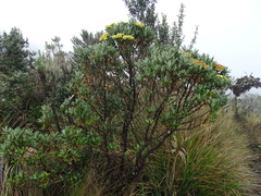 Monticalia andicola