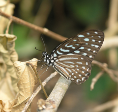Graphium macareus