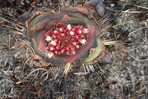 Crassula compacta