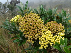 Monticalia andicola