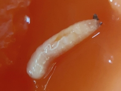 Anastrepha serpentina