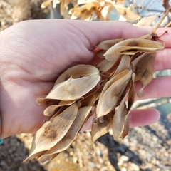 Ailanthus altissima