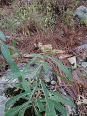 Pluchea carolinensis