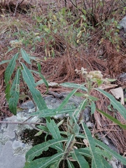 Pluchea carolinensis