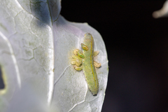 Cotesia glomerata bracovirus