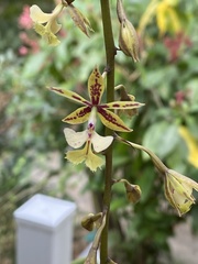 Epidendrum stamfordianum