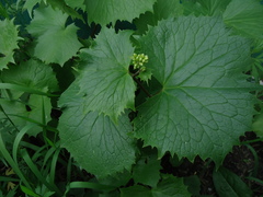 Parasenecio kamtschaticus