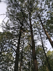 Pinus montezumae