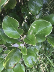 Brachyglottis rotundifolia