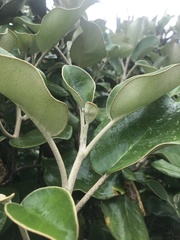 Brachyglottis rotundifolia