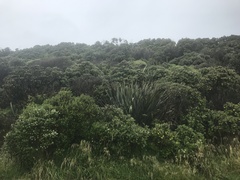 Brachyglottis rotundifolia