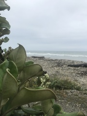 Brachyglottis rotundifolia