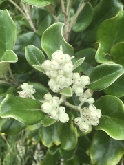 Brachyglottis rotundifolia