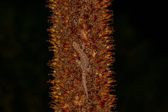 Christinus marmoratus