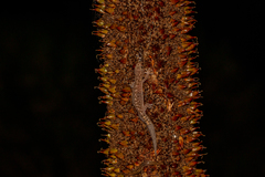 Christinus marmoratus