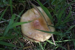 Russula fellea