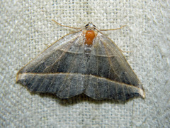 Metanema determinata