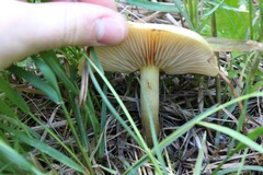 Russula fellea