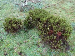 Hypericum lancioides