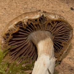 Cortinarius sordidemaculatus